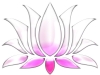 lotus-flower-white-rose
